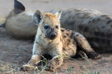 Playful Spotted Hyena pup awaking with sunrise in a Game Reserve in the Tuli Block in Botswana