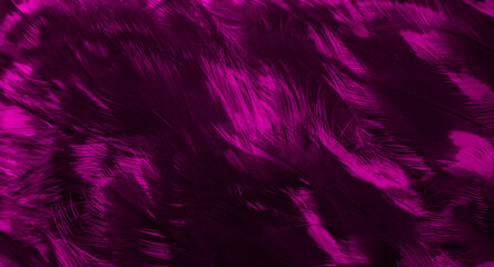 Fototapeta na wymiar purple hawk feathers with visible detail. background or texture