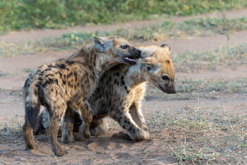 Playful Spotted Hyena pup awaking with sunrise in a Game Reserve in the Tuli Block in Botswana