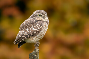 Cute Burrowing owl (Athene cunicularia) sitting on a branch. Blurry autumn background.                  