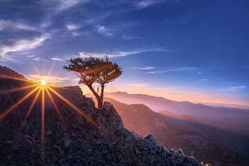 A lonely juniper in the mountains at sunset. Cyprus, Mount Madari. Stunning landscape. Horizontal...