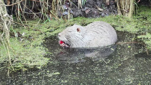 Grey female nutria eats an apple in the water with Lemna and grasses.