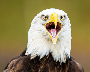 Portrait of a American Bald Eagle