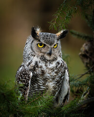 Portrait of a European Eagle Owl