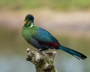 Portrait of a Green turaco