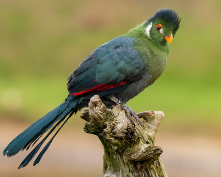 Portrait of a Green turaco