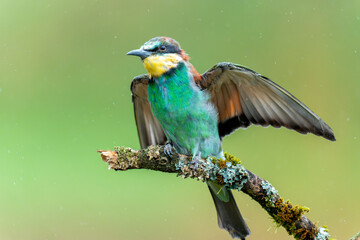 Portrait of Bee-eater