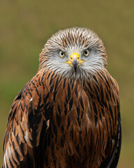 Red Kite portrait