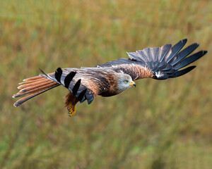 Red Kite in flight