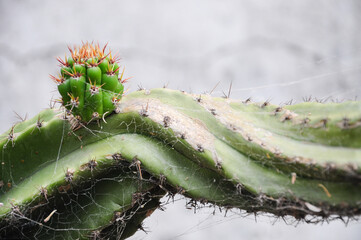 A new small cactus growing from the main trunk of an old cactus, covered in spider webs
