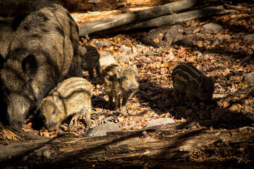 baby wild boar in the woods