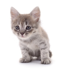 Kitten on white background.