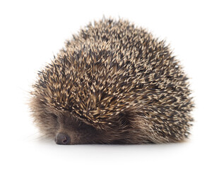Hedgehog on white.