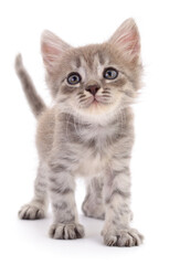 Kitten on white background.