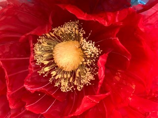 Close up artificial poppy flower