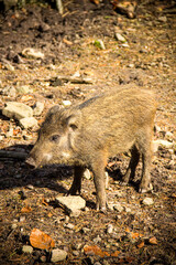 baby wild boar in the woods