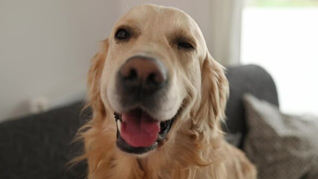 Golden retriever dog looking at camera at home closeup portrait. Purebred pet doggy labrador indoors