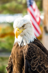 A bald eagle with the american flag 
