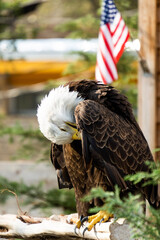 A bald eagle with the american flag 