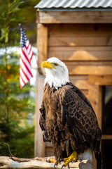 A bald eagle with the american flag 