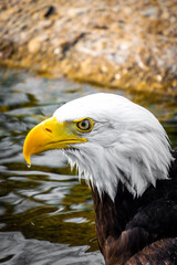 Obraz premium A bald eagle with the american flag 