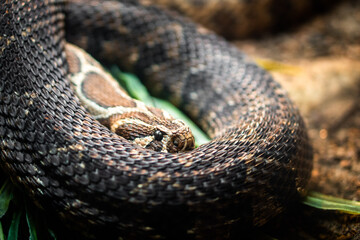 snake up close 