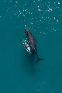 Ballena Jorobada