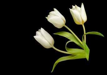 one white tulip on a black background