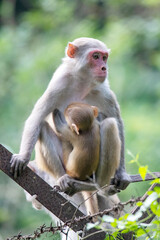 monkey taken from  satchori forest, Bangladesh