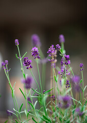 Lavender flowers in a lavendar field. Beautiful botanical shot, blooming wallpaper