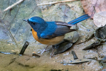 Hill blue flycatcher