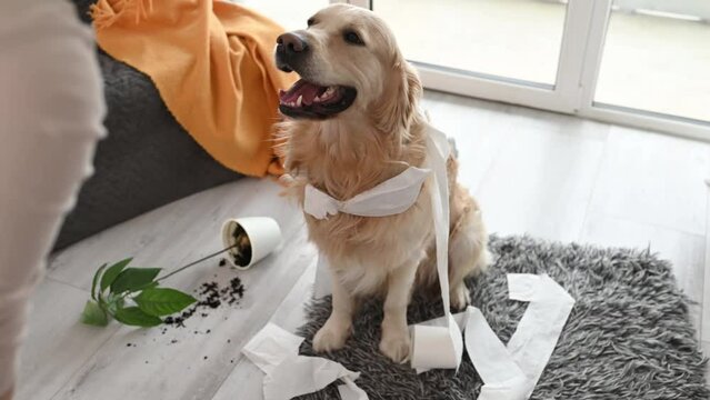 Golden retriever dog looking guilty at girl owner after playing with toilet paper in living room. Woman scolds pet doggy for mess at home