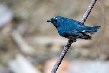 Snowy-browed Flycatcher