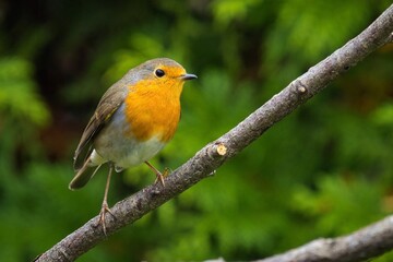robin