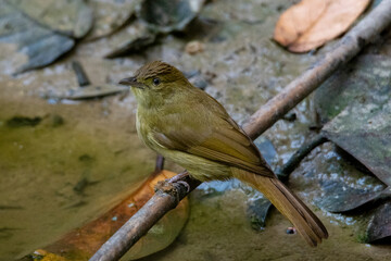olive bulbul from satchori forest, bangladesh