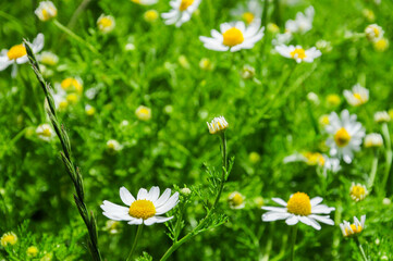 Details of some small daisy flowers in a field