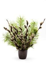 small bouquet of flowering willow branches and pine branches for design