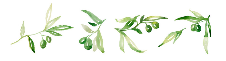 Watercolor illustration with set of olive branches