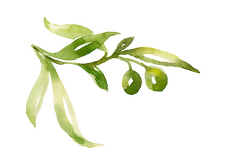 Watercolor olive branch with leaves and fruits isolated on white background. Floral illustration for wedding stationary, greetings, wallpapers, fashion and invitations