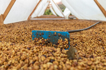 Production of bio coffee, Natural way of drying coffee beans, ripening in the sun, Production,...