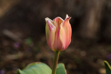 tulip