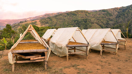 Production and cultivation of organic coffee, The natural way of drying coffee beans in the sun,...