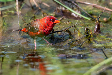 Red avadavat (male) , red munia, strawberry finch  eating green moss
