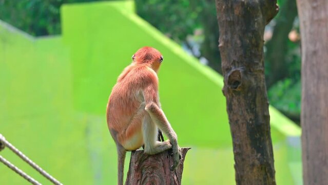 (Nasalis larvatus) long-nosed monkey with reddish-brown hair