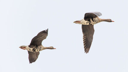 Goose. Spring goose migration. The geese arrived at the nesting place in Estonia.
