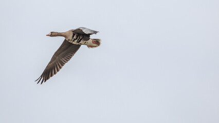 Goose. Spring goose migration. The geese arrived at the nesting place in Estonia.