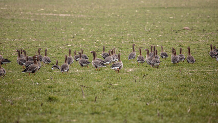 Goose. Spring goose migration. The geese arrived at the nesting place in Estonia.