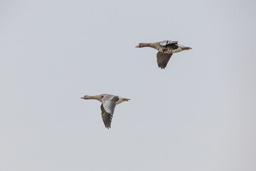 Goose. Spring goose migration. The geese arrived at the nesting place in Estonia.