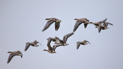 Goose. Spring goose migration. The geese arrived at the nesting place in Estonia.