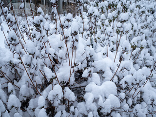 shrubs in the garden covered with snow in winter